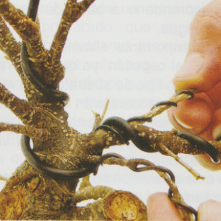 Como alambrar bonsai Ficus 9 Como alambrar bonsai Ficus 9