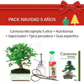 Pack Bonsái Carmona Microphylla 5 años