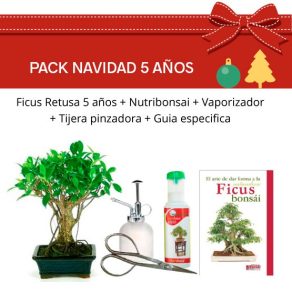 Pack Bonsái Ficus Retusa 5 años