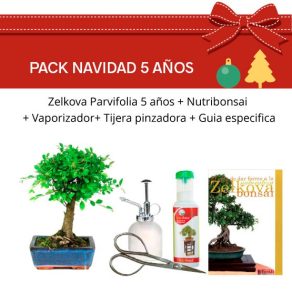Pack Bonsái 5 años Zelkova Parvifolia