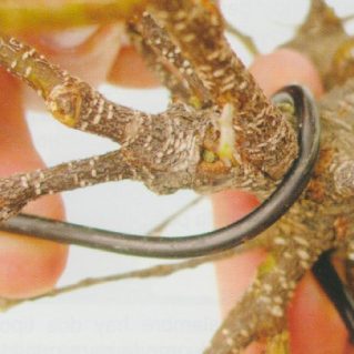 alambrado-del-bonsai alambrado-del-bonsai