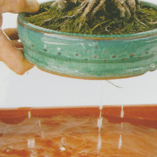 bonsai riego por inmersion bonsai riego por inmersion