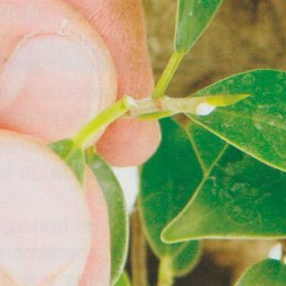 defoliado del bonsai defoliado del bonsai