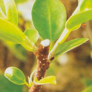 pinzado-del-bonsai pinzado-del-bonsai