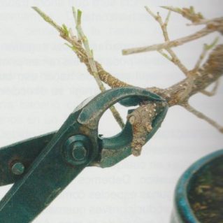 poda-del-bonsai poda-del-bonsai