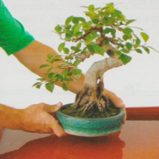 regar-un-bonsai regar-un-bonsai