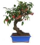 Bonsái 13 años Malus sp
