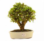 Bonsai de 15 años Carmona microphylla
