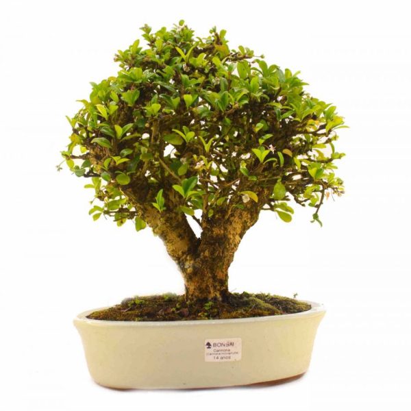 Bonsai de 15 años Carmona microphylla