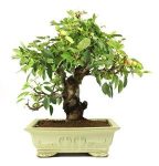 Bonsai 17 años Malus sp