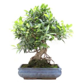 Bonsai 19 años Ficus retusa