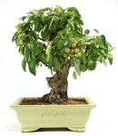 Bonsai 21 años Malus sp