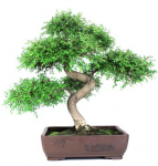 Bonsai 24 años Zelkova parvifolia