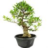 BONSAI 25 AÑOS FICUS RETUSA