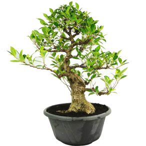 BONSAI 25 AÑOS FICUS RETUSA