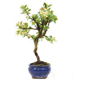 BONSAI 9 AÑOS MALUS SP