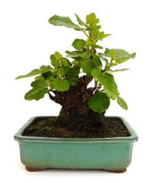 BONSAI 12 AÑOS FICUS CARICA