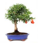Bonsai 12 años Punica granatum