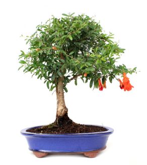 Bonsai 12 años Punica granatum