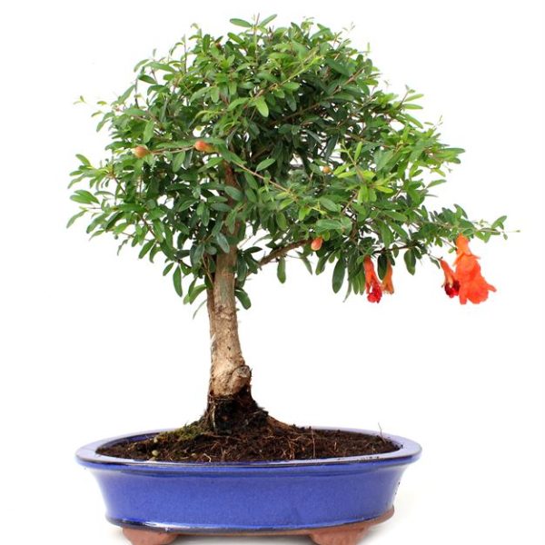 Bonsai 12 años Punica granatum
