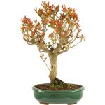 Bonsai 16 años Punica granatum