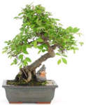 BONSAI 22 AÑOS ZELKOVA PARVIFOLIA