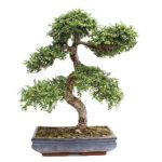 Bonsai 23 años Zelkova parvifolia