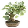 BONSAI 26 AÑOS FICUS CARICA
