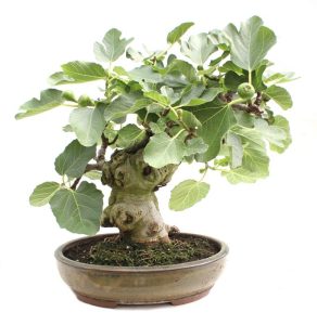 BONSAI 26 AÑOS FICUS CARICA