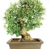 Bonsai 29 años Olea europea
