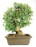 Bonsai 29 años Olea europea