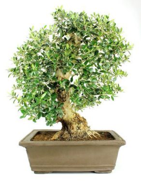 Bonsai 29 años Olea europea