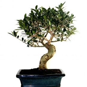 BONSAI 8 AÑOS OLEA EUROPAEA