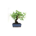 BONSAI 8 AÑOS PRUNUS