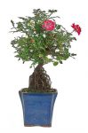 Bonsai 14 anos rosa