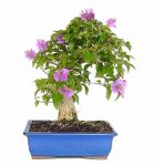 bonsái buganvilla