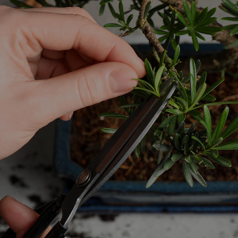 Herramientas necesarias para Bonsáis Tienda Online