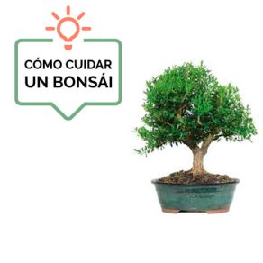 buxus
