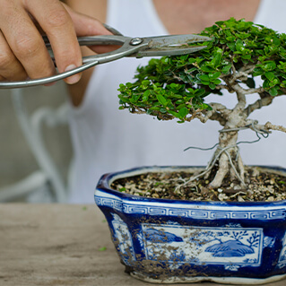 podar-bonsai podar-bonsai