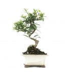 bonsai 12 años citrus myrtifolia