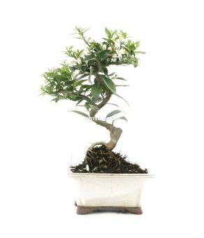 bonsai 12 años citrus myrtifolia