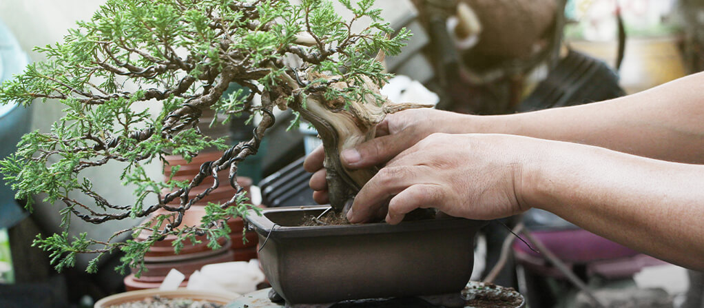 Alambrar un bonsái