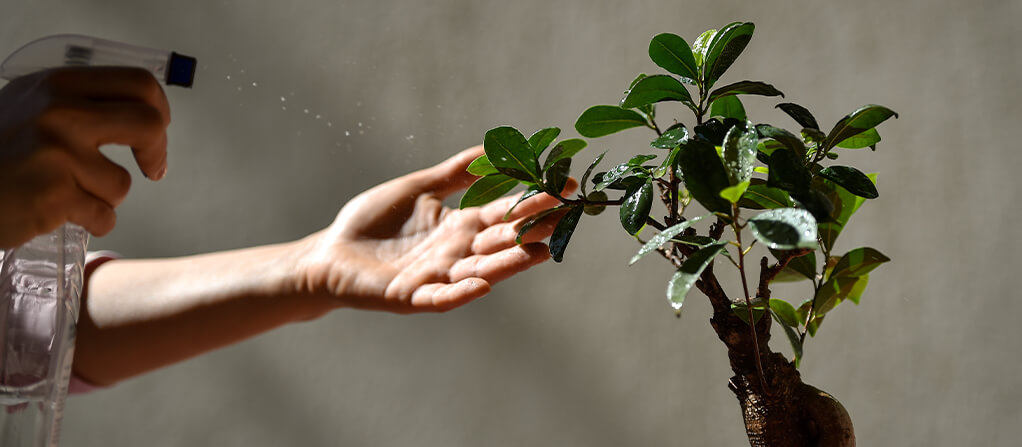 Bonsái se pone amarillo