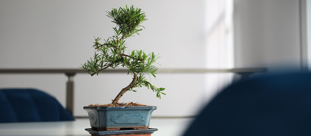 Dónde ubicar un bonsái