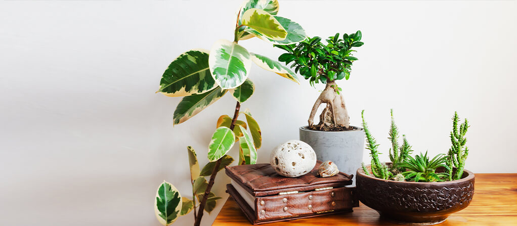 Historia del bonsái