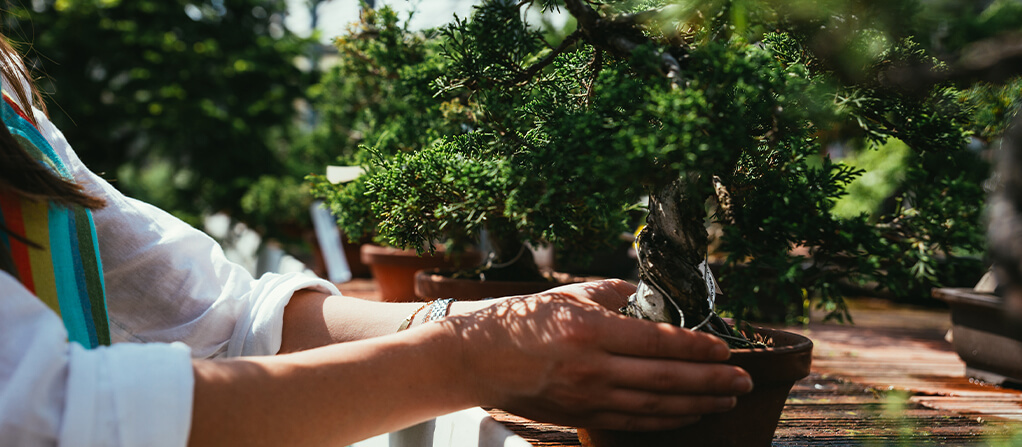 Mejor tienda bonsáis online