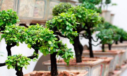 bonsái pierde sus hojas