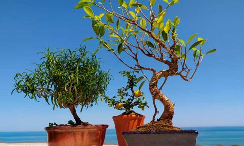 Cómo trasplantar un bonsái