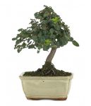 Bonsai 7 años Quercus Suber