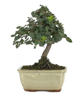 Bonsai 7 años Quercus Suber